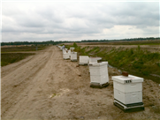 Fiche d'information - Confinement des abeilles domestiques lors des interventions phytosanitaires en pollinisation de la canneberge