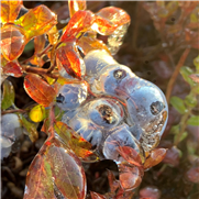 Synthèse du projet - Méthodes de protection contre le gel du bleuet sauvage cultivé - Marché frais