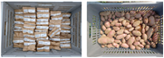 Rapport de consultation "Développement de cultivars de pomme de terre adaptés à l'agriculture biologique et résistants au Phytophthora infestans par l'utilisation de marqueurs moléculaires dans un processus de sélection végétale participative"
