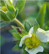 FICHE SYNTHÈSE - Efficacité de l’utilisation d’une armature de mini-tunnels recouverts de filet anti-insecte dans la culture de la fraise.