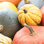 Cucurbitacées, Avertissement No 1, 29 mai 2024 