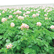 Pomme de terre, Avertissement No 4, 31 mai 2024