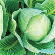 Crucifères, Bulletin d'information No 1 : Herbicides homologués dans les cultures de crucifères en 2024