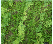 Avez-vous des mauvaises herbes dans vos nouvelles prairies