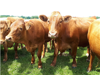 Fiche technique : Évaluer l’état de chair de vos bovins