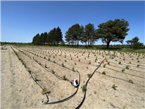 Évaluation de la fertigation dans la culture de thuyas en champ – IA221719 - Rapport final et fiche synthèse