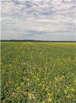 Impact des traitements insecticides contre la cécidomyie du chou-fleur sur les rendements du canola