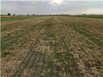 Découvrir les avantages d’un semis de prairie de fin d’été