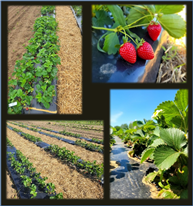 Évaluation de nouvelles variétés de fraisiers Saison 2022