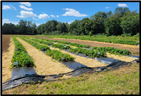 Évaluation de nouvelles variétés de fraisiers Saison 2023