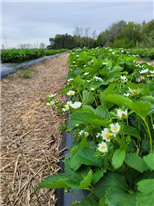 Évaluation de nouvelles variétés de fraisiers et de framboisiers - Saison 2024