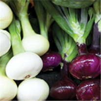 Oignon, ail et poireau, Avertissement No 19, 18 septembre 2025 