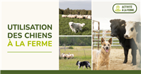 Présentations de la journée Utilisation des chiens à la ferme