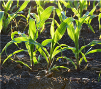 Optimisez votre fertilisation grâce au mentorat