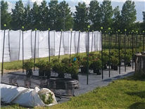 Tamisage d’insecticides à faibles risques pour lutter contre l’altise à tête rouge en bassinage et en application foliaire dans les plantes ornementales en pépinière  Projet 22-AD-003-IQDHO - Rapport final