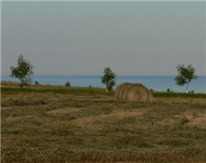 Évaluation financière comparative de l’agrosylviculture, de l’agriculture et du boisement
