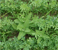 L’asclépiade et la patience crépue: deux plantes toxiques des prairies et des pâturages