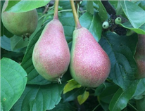 Évaluation du succès de greffe, de la croissance et de la résilience de dix variétés de scions de poiriers sur deux types de porte-greffes dans l’environnement nordique de Gaspé, Québec