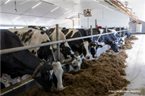 Maïs ensilage et fourrages pérennes : trouver le bon équilibre 