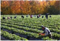 Étude sur les changements climatiques et travailleurs agricoles