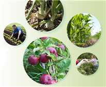 Le réseau d'avertissement phytosanitaire, source d'expertise au service de l'agriculture depuis 1975