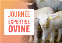 Présentations de la Journée expertise ovine 2025