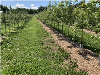 Fiche Synthèse: UTILISATION DE PAILLIS DE COPEAUX DE BOIS DANS DE NOUVELLES PLANTATIONS DE POMMIERS NAINS EN MONTÉRÉGIE