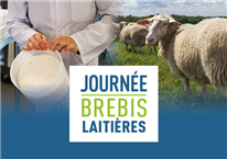 Présentations de la Journée brebis laitières 2025