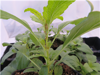 Mise au point d’une stratégie de lutte contre les pucerons à l’aide de prédateurs généralistes pour les cultures ornementales en serre – 20-016-IQDHO - Fiche synthèse