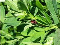 Maïs ensilage et plantes fourragères : quels sont les effets sur nos sols?
