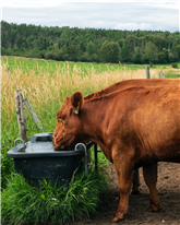 Comment et pourquoi offrir une eau de qualité à ses animaux?