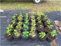 Utilisation des engrais à libération contrôlée pour la production d’arbustes en contenant au Québec - Fiche technique