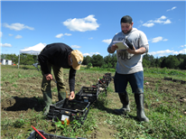 Étude comparative entre deux schémas de sélection dans l’amélioration variétale de la pomme de terre