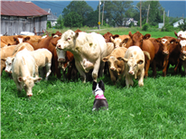 Les ÉPD de l'automne 2025 pour 5 races