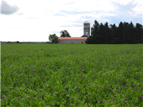 Le Grand inventaire de mauvaises herbes du Québec : volet Centre-du-Québec (saison 2026)