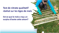 Test de nitrate qualitatif réalisé sur les tiges de maïs - Est-ce que le maïs a reçu un surplus d’azote cette saison?