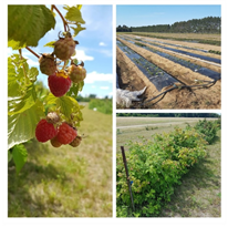 Évaluation de nouvelles variétés de fraisiers et framboisiers - Saison 2018