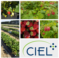 Évaluation de nouvelles variétés de fraisiers et framboisiers - Saison 2019