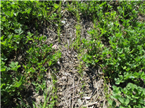 Manque de fourrage : quelles sont les solutions pour y remédier?