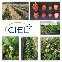 Évaluation de nouvelles variétés de fraisiers et framboisiers - Saison 2021