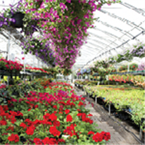 Cultures ornementales en serre, Avertissement No 5, 24 mars 2026