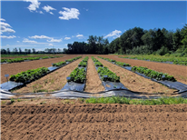 RAPPORT FINAL - Raisonner la lutte chimique pour lutter contre la moisissure grise dans la fraise grâce aux outils d’aide à la décision : test d'un modèle prévisionnel dans les conditions du Québec.