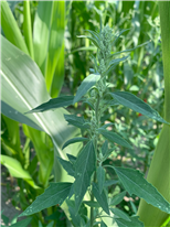 Sondage – Contribuez au développement d’un nouvel OAD en phytoprotection adapté à vos besoins