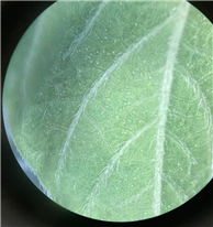 Mise au point d’une stratégie de lutte efficiente à l’aide d’acariens prédateurs pour la répression hâtive du tarsonème trapu sur les plantes ornementales en serre - 21-019-IQDHO - Rapport final et Fiche synthèse