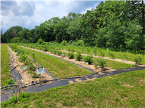 RAPPORT ANNUEL - Détermination du potentiel agronomique, économique et d’adaptation aux changements climatiques de nouveaux cultivars de bleuets sous les conditions agroclimatiques du Québec - Saison 2024