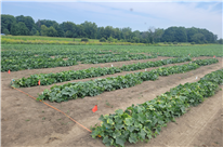 RAPPORT ANNUEL - Évaluation du potentiel agronomique, économique et d’adaptation aux changements climatiques de nouveaux cultivars de concombre de transformation (2024).