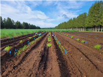 RAPPORT ANNUEL – Détermination du potentiel agronomique, économique et d’adaptation aux changements climatiques de nouveaux cultivars d’asperges sous les conditions agroclimatiques du Québec – Saison 2025.