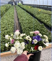 Optimisation des conditions de vernalisation et de culture pour la production en serre de fleurs coupées d’anémone et de renoncule