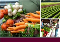 Portrait-diagnostic sectoriel de l’industrie des légumes frais au Québec 2018-2024 