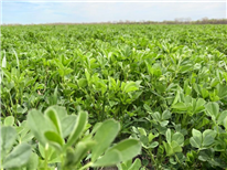 Comment réussir la production de luzerne?